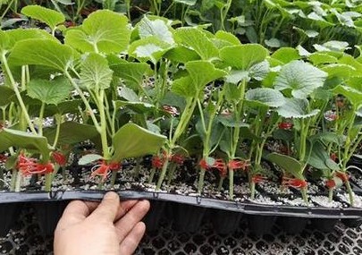 新密育2k西瓜苗厂,登封专业嫁接西瓜苗基地2026