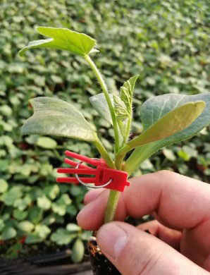 沿河育美都西瓜苗厂,松桃嫁接甜王西瓜苗基地2026